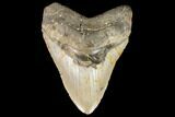Fossil Megalodon Tooth - North Carolina #124336-1